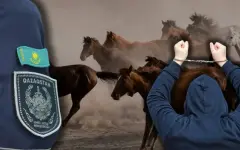 Пропажа на 46 миллионов тенге: как с пастбища исчезли десятки голов скота