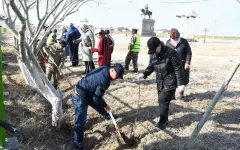 В Приаралье становится больше зеленых зон