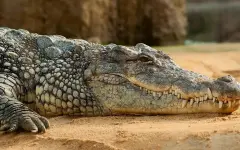 В Австралии мужчина побил напавшего на него крокодила