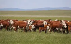 211 млн тенге на ветер: кредиты для агробизнеса потратили не по назначению