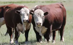 За несвоевременную вакцинацию скота будут штрафовать в Казахстане