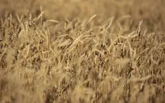 В Акмолинской области построят завод по глубокой переработке зерна