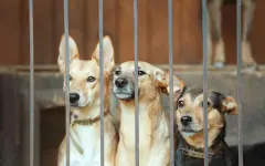 У приюта для бездомных животных в Алматинской области изымают землю