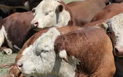 Доплаты и надбавки предлагают ввести для ветеринаров в Казахстане