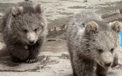 Зоопарк Алматы сообщил радостную новость