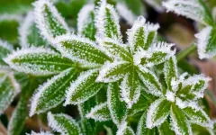 Ночные заморозки ожидаются в Павлодарской области