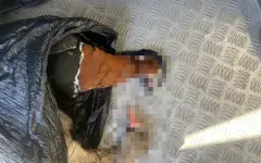 Водитель с тушами редких птиц задержан в Акмолинской области