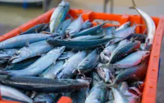 Рыба, купленная с рук, грозит сроком до 7 лет: в прокуратуре сделали заявление