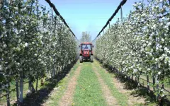 Когда яблони цветут