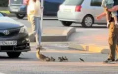 Спасательную операцию для утки с утятами провела жительница Алматы