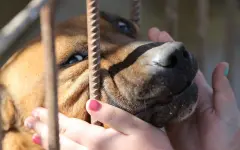 Токаев поручил ужесточить наказание за жестокое обращение с животными