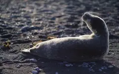 Тревожная находка в Каспийском море: обнаружены десятки мертвых тюленей