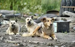 Президент призвал усилить уголовную ответственность за жестокое обращение с животными