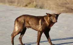 Дети и взрослые все чаще становятся жертвами – Президент о проблеме одичавших собак