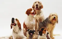 10 самых древних пород собак: некоторые – старше 14 тысяч лет