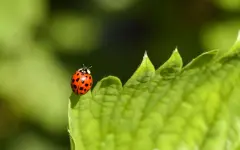 Когда лучше молчать, а когда действовать: гороскоп на 26 апреля