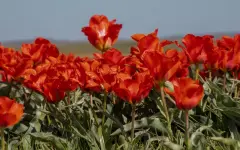 Королевство Нидерландов передало Жамбылской области 40 тысяч луковиц тюльпанов