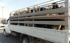 Около 1000 голов скота пытались незаконно вывезти из Казахстана