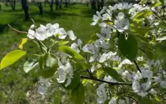 Крупную партию подвоев яблони из Нидерландов завезли в Казахстан