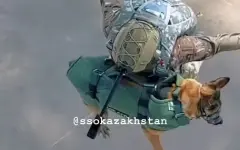 Как скучно я живу: собака из армии Казахстана взорвала соцсети прыжком с парашютом