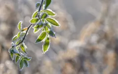 Заморозки, туман и дождь: в каких регионах Казахстана объявили штормовое предупреждение