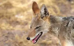 Шакал напал на двухлетнюю девочку и мужчину в Туркестанской области – видео