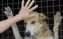 Юридические призраки: в Казахстане нет категории приют для животных в классификаторе земель