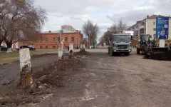 На месте спиленных деревьев посадят новые