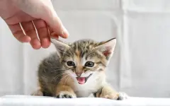 Как безопасно взять кошку на руки: советы ветеринара