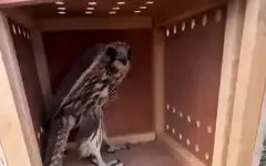 Конфискованных птиц выпустили на волю в РК