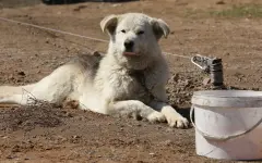 Спикер Сената прокомментировал закон об ответственном обращении с животными