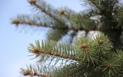 В Алматы создадут собственный питомник для озеленения города