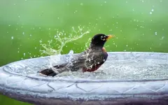 Ливни, грозы и резкое похолодание: какая погода ждет Алматы на неделе