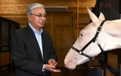 Токаев посетил конюшню с арабскими скакунами