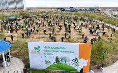 Мангистау в цвету