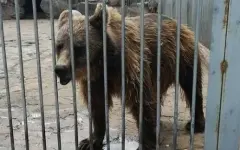 Состояние медведя в одном из зоопарков встревожило казахстанцев