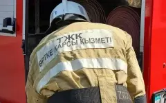 В Кызылорде развернули операцию по спасению котенка