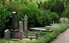 Возмутительный вандализм: саженцы с могил воруют на кладбище в Тобыле