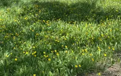 Какие одуванчики запрещено срывать казахстанцам
