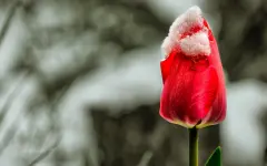 Когда в Алматы и Астану вернется тепло, а в Шымкенте будет +32°С – прогноз на 13-15 мая