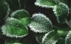 Ночные заморозки сохранятся на востоке и севере Казахстана