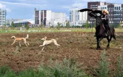 Возрождая легендарные породы