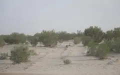Высадка саксаула на осушенном дне Аральского моря: Минэкологии показало результаты работы