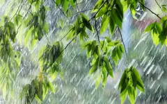 Дождливая погода сохранится в ряде южных регионов Казахстана