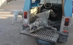 Таинственного и редкого хищника поймали в Мангистау