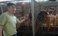 Бизнес на собачьем мясе завершается в Южной Корее