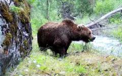 Редкого краснокнижного медведя заметили в области Жетісу