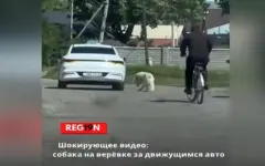 Живодер привязал собаку к машине и тащил ее по дороге в области Жетысу