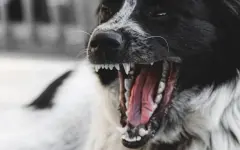 В Уральске сосед отбил пятилетнего ребенка у стаи бродячих собак