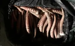 Более 500 кг рогов сайгака не допущено в незаконный оборот в области Жетiсу